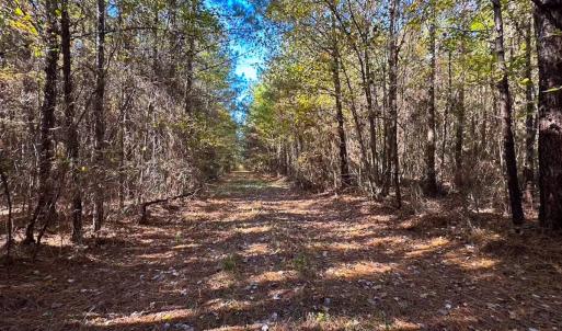 Photo #29 of 467 AC Baum Rd VA & 266 Ac W  Gibbs Rd Currituck Co NC, Currituck, NC 733.0 acres