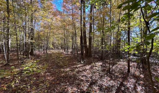 Photo #35 of 467 AC Baum Rd VA & 266 Ac W  Gibbs Rd Currituck Co NC, Currituck, NC 733.0 acres