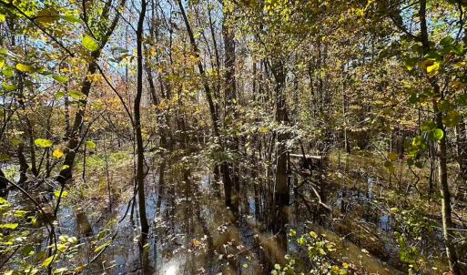 Photo #41 of 467 AC Baum Rd VA & 266 Ac W  Gibbs Rd Currituck Co NC, Currituck, NC 733.0 acres