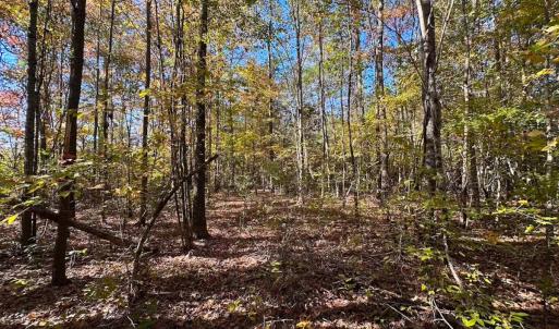 Photo #43 of 467 AC Baum Rd VA & 266 Ac W  Gibbs Rd Currituck Co NC, Currituck, NC 733.0 acres