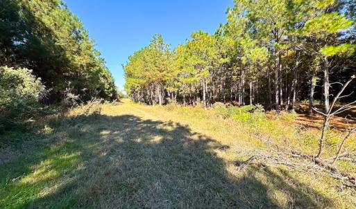 Photo #44 of 467 AC Baum Rd VA & 266 Ac W  Gibbs Rd Currituck Co NC, Currituck, NC 733.0 acres