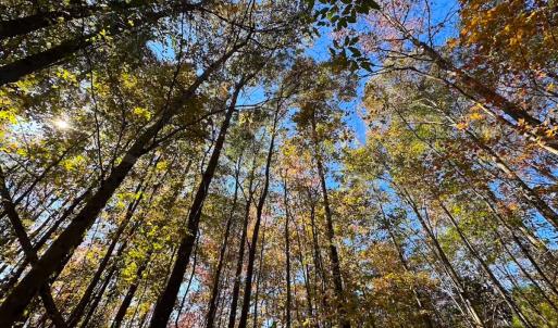 Photo #27 of 467 AC Baum Rd VA & 266 Ac W  Gibbs Rd Currituck Co NC, Virginia Beach, VA 733.0 acres