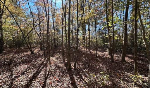 Photo #46 of 467 AC Baum Rd VA & 266 Ac W  Gibbs Rd Currituck Co NC, Virginia Beach, VA 733.0 acres