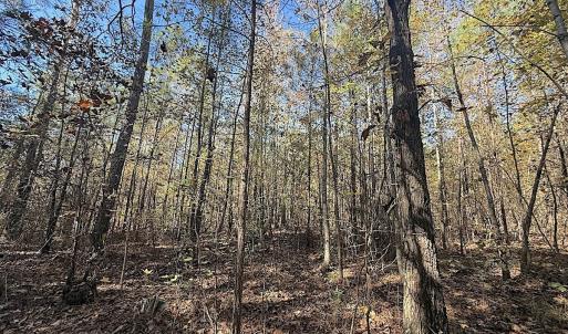 Photo #10 of Off T Tarpey Ln, Sanford, NC 12.6 acres