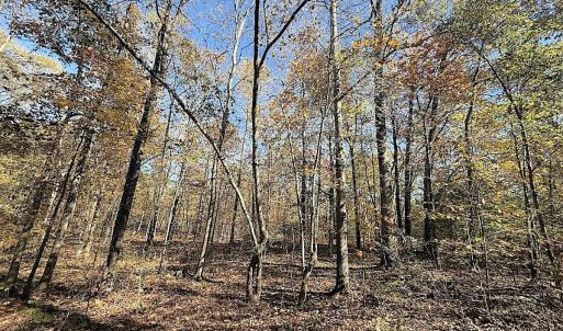 Photo #12 of Off T Tarpey Ln, Sanford, NC 12.6 acres