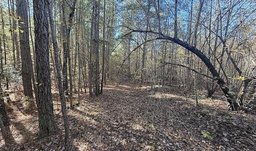 Photo #18 of Off T Tarpey Ln, Sanford, NC 12.6 acres