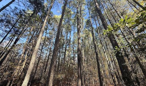 Photo #2 of Off T Tarpey Ln, Sanford, NC 12.6 acres