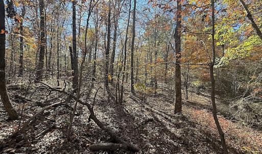 Photo #25 of Off T Tarpey Ln, Sanford, NC 12.6 acres