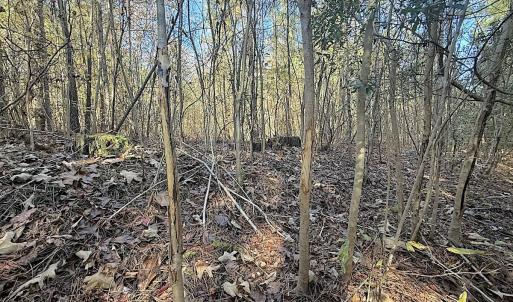 Photo #27 of Off T Tarpey Ln, Sanford, NC 12.6 acres