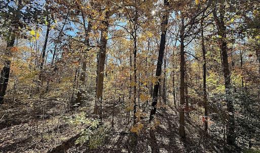 Photo #3 of Off T Tarpey Ln, Sanford, NC 12.6 acres