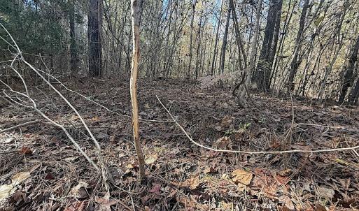 Photo #30 of Off T Tarpey Ln, Sanford, NC 12.6 acres