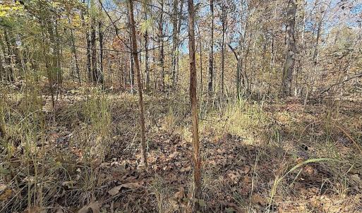 Photo #31 of Off T Tarpey Ln, Sanford, NC 12.6 acres