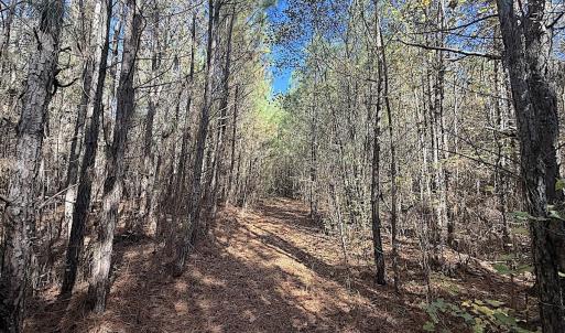 Photo #4 of Off T Tarpey Ln, Sanford, NC 12.6 acres