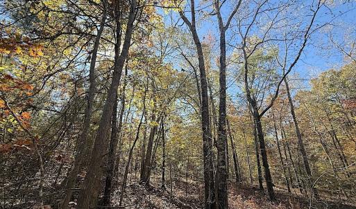 Photo #5 of Off T Tarpey Ln, Sanford, NC 12.6 acres