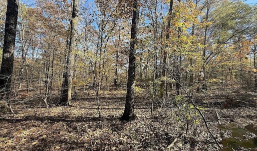 Photo #7 of Off T Tarpey Ln, Sanford, NC 12.6 acres