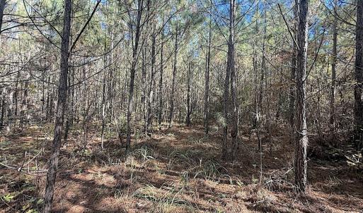 Photo #8 of Off T Tarpey Ln, Sanford, NC 12.6 acres