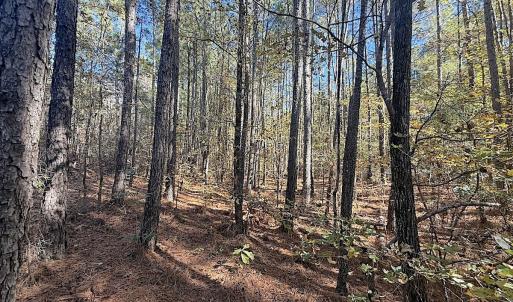 Photo #9 of Off T Tarpey Ln, Sanford, NC 12.6 acres