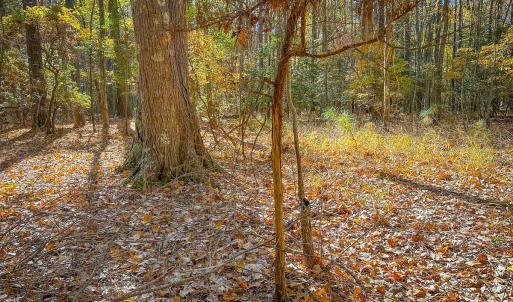 Photo #19 of Off Buzzard point Rd, Diggs, VA 248.1 acres