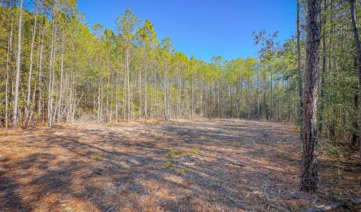 Photo #24 of Off Buzzard point Rd, Diggs, VA 248.1 acres