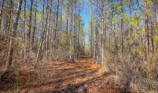 Photo #30 of Off Buzzard point Rd, Diggs, VA 248.1 acres