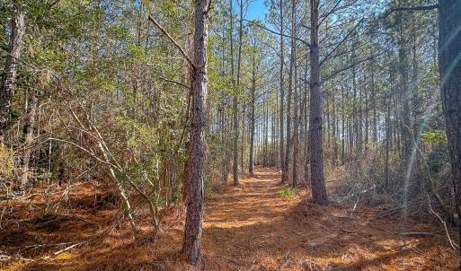 Photo #31 of Off Buzzard point Rd, Diggs, VA 248.1 acres