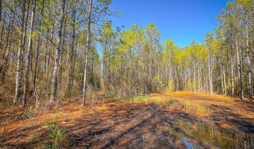 Photo #32 of Off Buzzard point Rd, Diggs, VA 248.1 acres