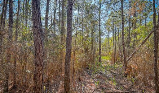 Photo #34 of Off Buzzard point Rd, Diggs, VA 248.1 acres