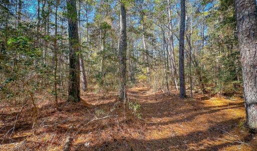 Photo #44 of Off Buzzard point Rd, Diggs, VA 248.1 acres