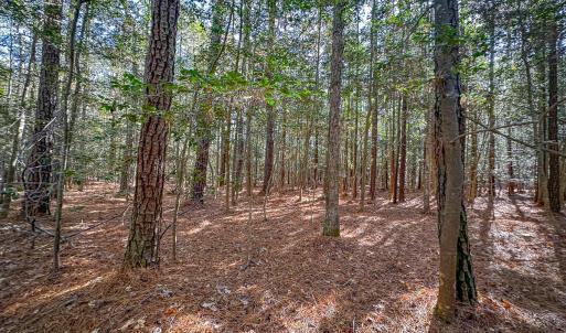 Photo #46 of Off Buzzard point Rd, Diggs, VA 248.1 acres