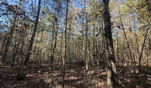 Photo #10 of Off T Tarpey Ln, Sanford, NC 12.6 acres
