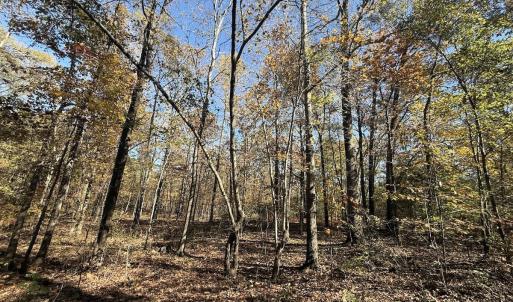 Photo #12 of Off T Tarpey Ln, Sanford, NC 12.6 acres