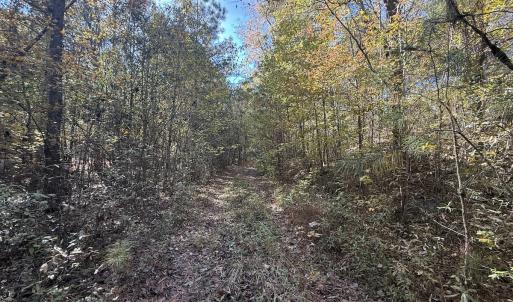 Photo #14 of Off T Tarpey Ln, Sanford, NC 12.6 acres