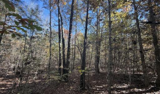 Photo #17 of Off T Tarpey Ln, Sanford, NC 12.6 acres