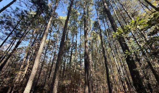 Photo #2 of Off T Tarpey Ln, Sanford, NC 12.6 acres