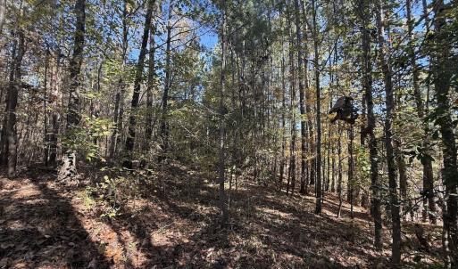 Photo #20 of Off T Tarpey Ln, Sanford, NC 12.6 acres