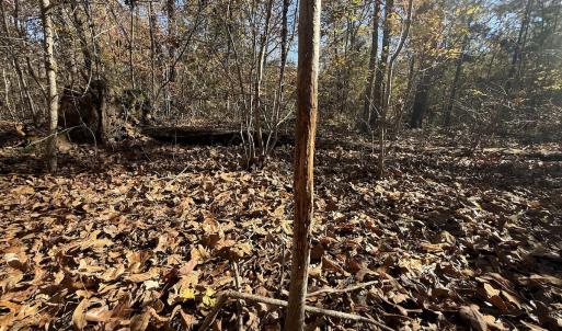 Photo #26 of Off T Tarpey Ln, Sanford, NC 12.6 acres