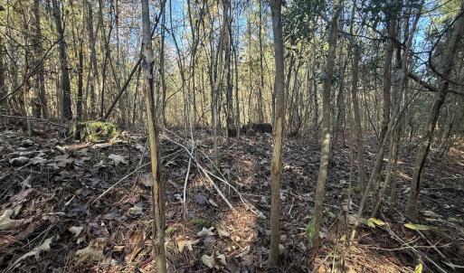 Photo #27 of Off T Tarpey Ln, Sanford, NC 12.6 acres