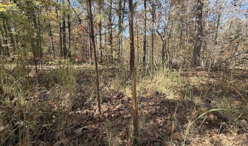Photo #31 of Off T Tarpey Ln, Sanford, NC 12.6 acres