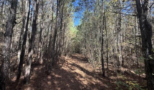 Photo #4 of Off T Tarpey Ln, Sanford, NC 12.6 acres