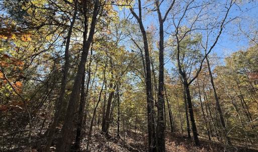 Photo #5 of Off T Tarpey Ln, Sanford, NC 12.6 acres