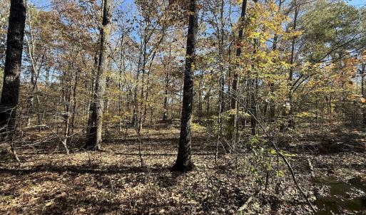 Photo #7 of Off T Tarpey Ln, Sanford, NC 12.6 acres