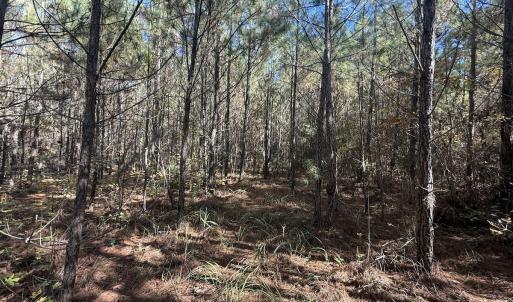 Photo #8 of Off T Tarpey Ln, Sanford, NC 12.6 acres
