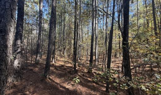 Photo #9 of Off T Tarpey Ln, Sanford, NC 12.6 acres