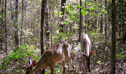 Photo #11 of Off Jesse Smith Rd, Laurel Hill, NC 22.5 acres