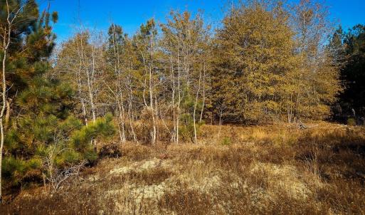 Photo #12 of Off Jesse Smith Rd, Laurel Hill, NC 22.5 acres