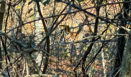 Photo #14 of Off Jesse Smith Rd, Laurel Hill, NC 22.5 acres