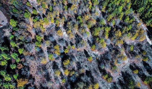 Photo #15 of Off Jesse Smith Rd, Laurel Hill, NC 22.5 acres