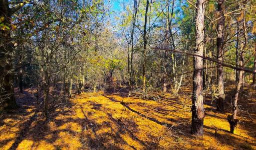 Photo #17 of Off Jesse Smith Rd, Laurel Hill, NC 22.5 acres