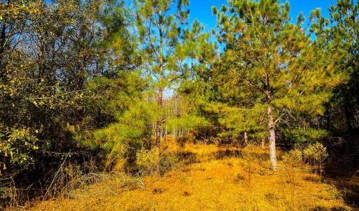 Photo #18 of Off Jesse Smith Rd, Laurel Hill, NC 22.5 acres
