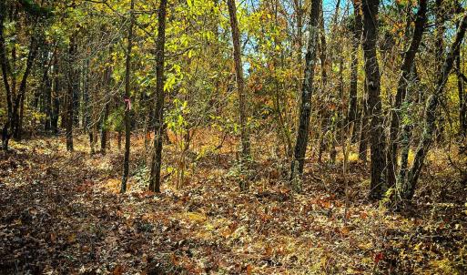 Photo #21 of Off Jesse Smith Rd, Laurel Hill, NC 22.5 acres